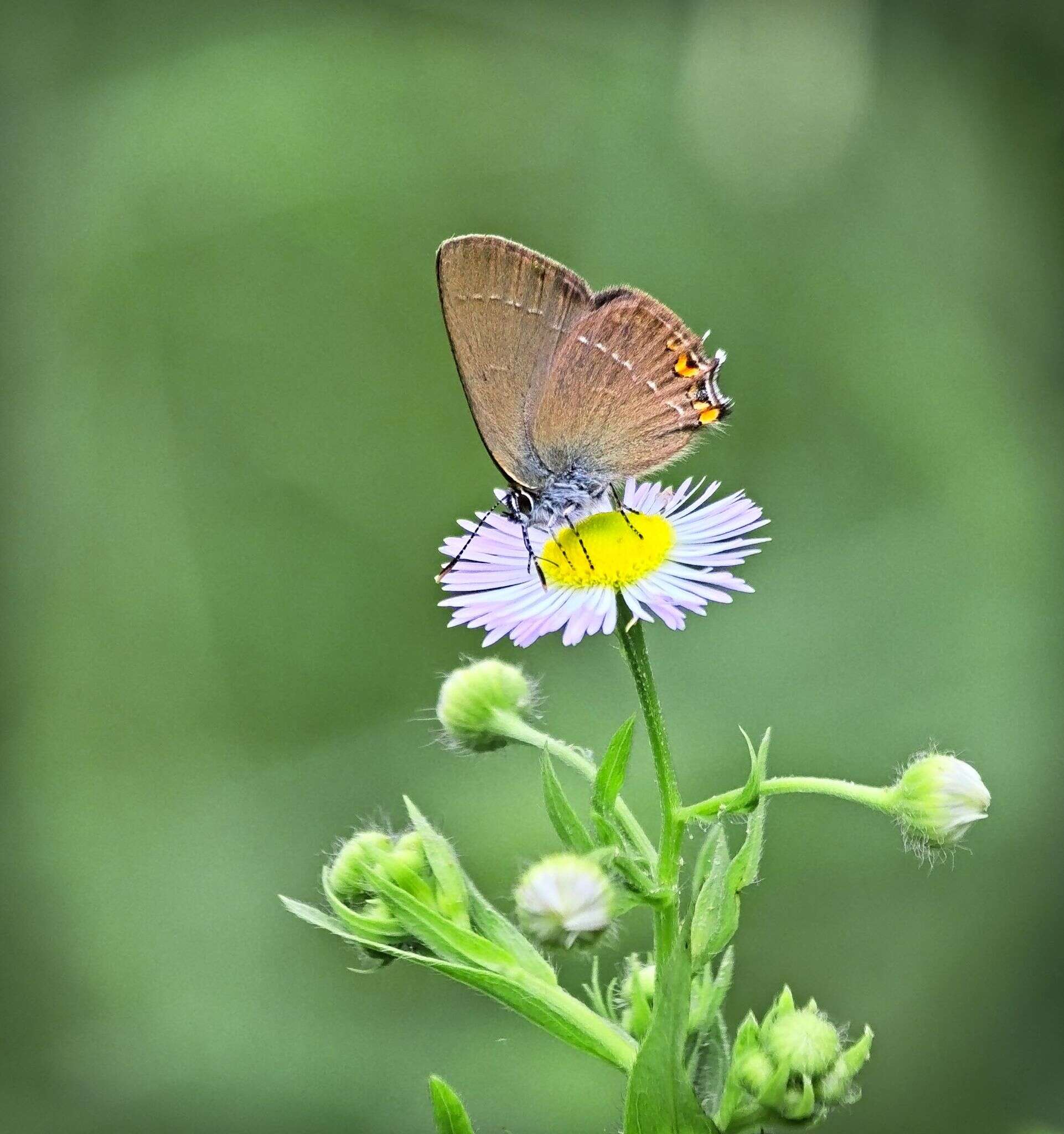 صورة Satyrium acaciae (Fabricius 1787)