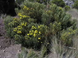 Image of Euryops dacrydioides Oliv.