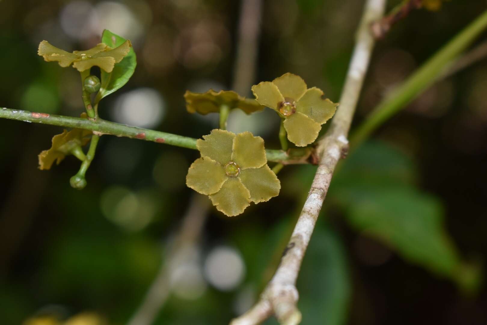 Image of Salacia arborea Peyr.
