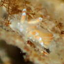 Image of Eubranchus sanjuanensis Roller 1972