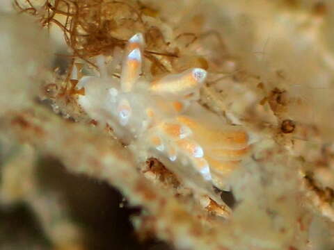 Imagem de Eubranchus sanjuanensis Roller 1972