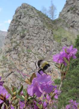 Слика од Bombus patagiatus Nylander 1848