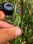 Image of Alaska Blue-Eyed-Grass