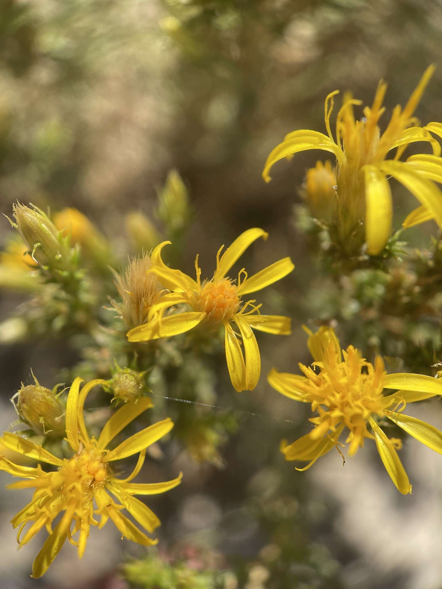 Image of dwarf goldenbush