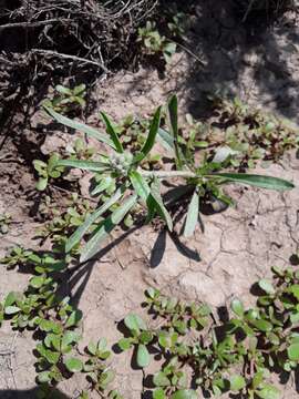 Imagem de Oreocarya suffruticosa (Torr.) Greene