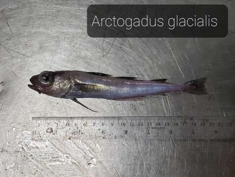 Image of Arctogadus