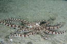 Image of Indonesian mimic octopus