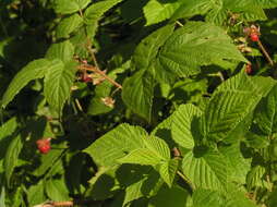 Image of grayleaf red raspberry