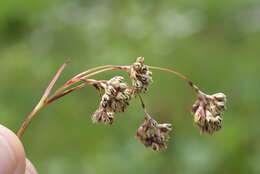 Imagem de Luzula alpinopilosa (Chaix) Breistr.