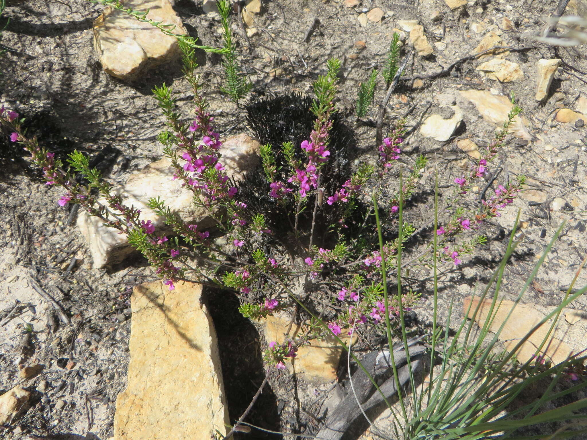 Слика од Indigofera pappei Fourc.