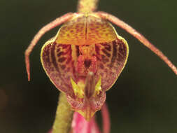 Image of Scaphosepalum antenniferum Rolfe