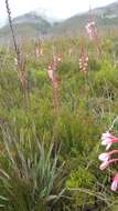 Слика од Watsonia fourcadei J. W. Mathews & L. Bolus