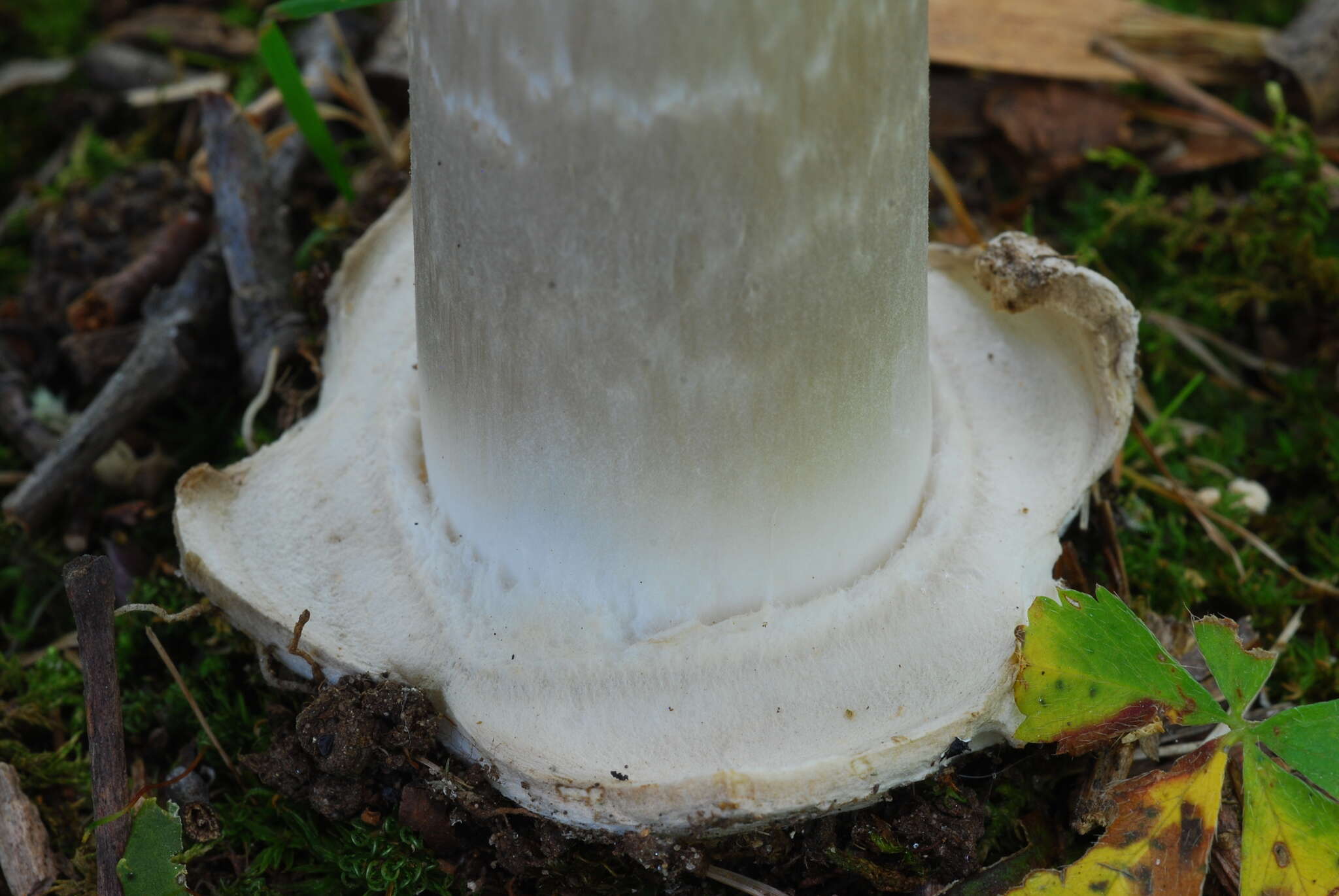 Image de Amanita spreta (Peck) Sacc. 1887