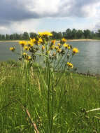 Image of rough hawksbeard