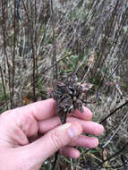 Image of Goldenrod Bunch Gall