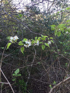 Plancia ëd Pyrus calleryana Decne.