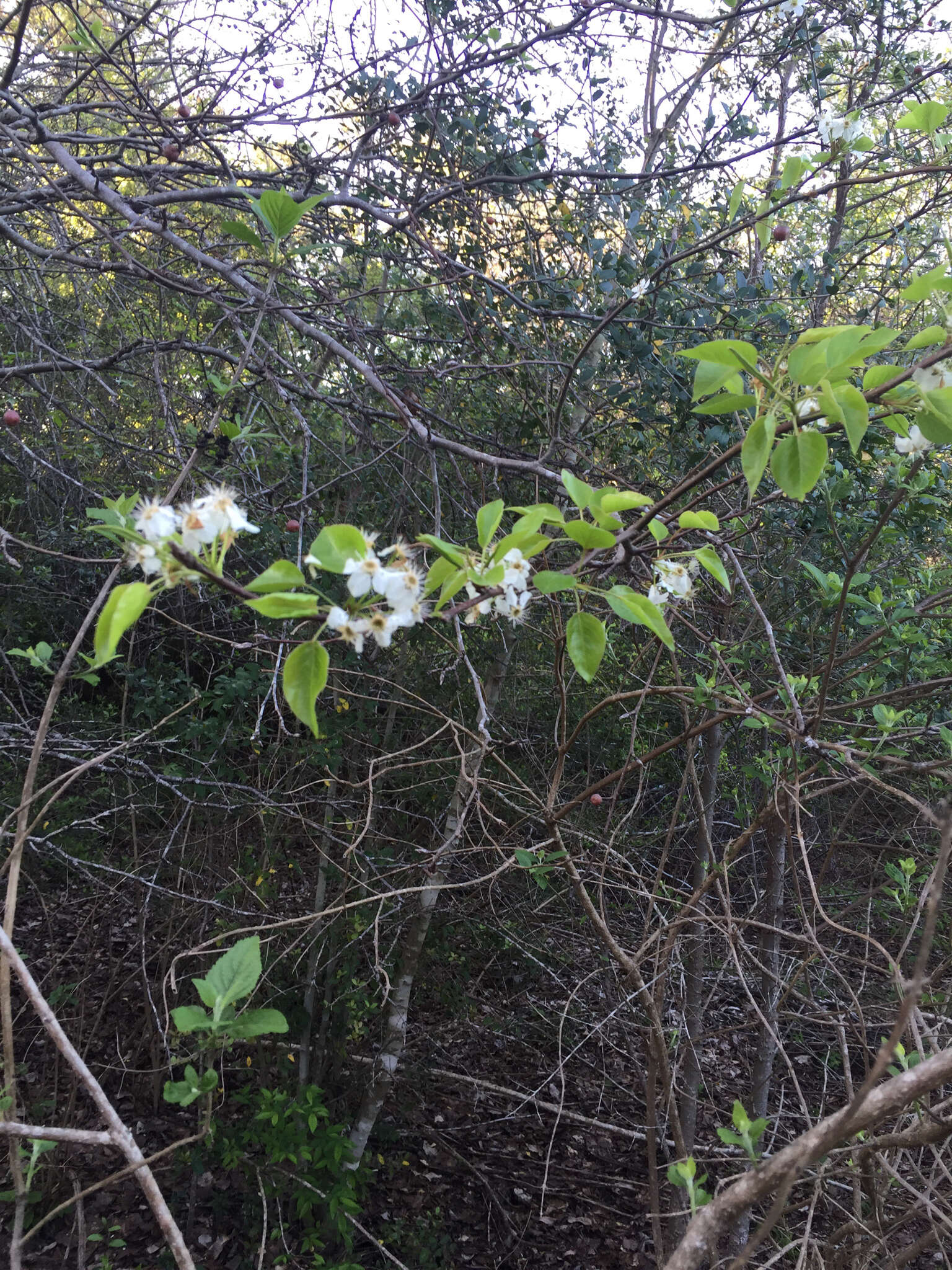 Image of Bradford Pear