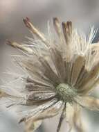 Image of Indian Canyon fleabane