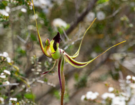 Image of Pointing spider orchid