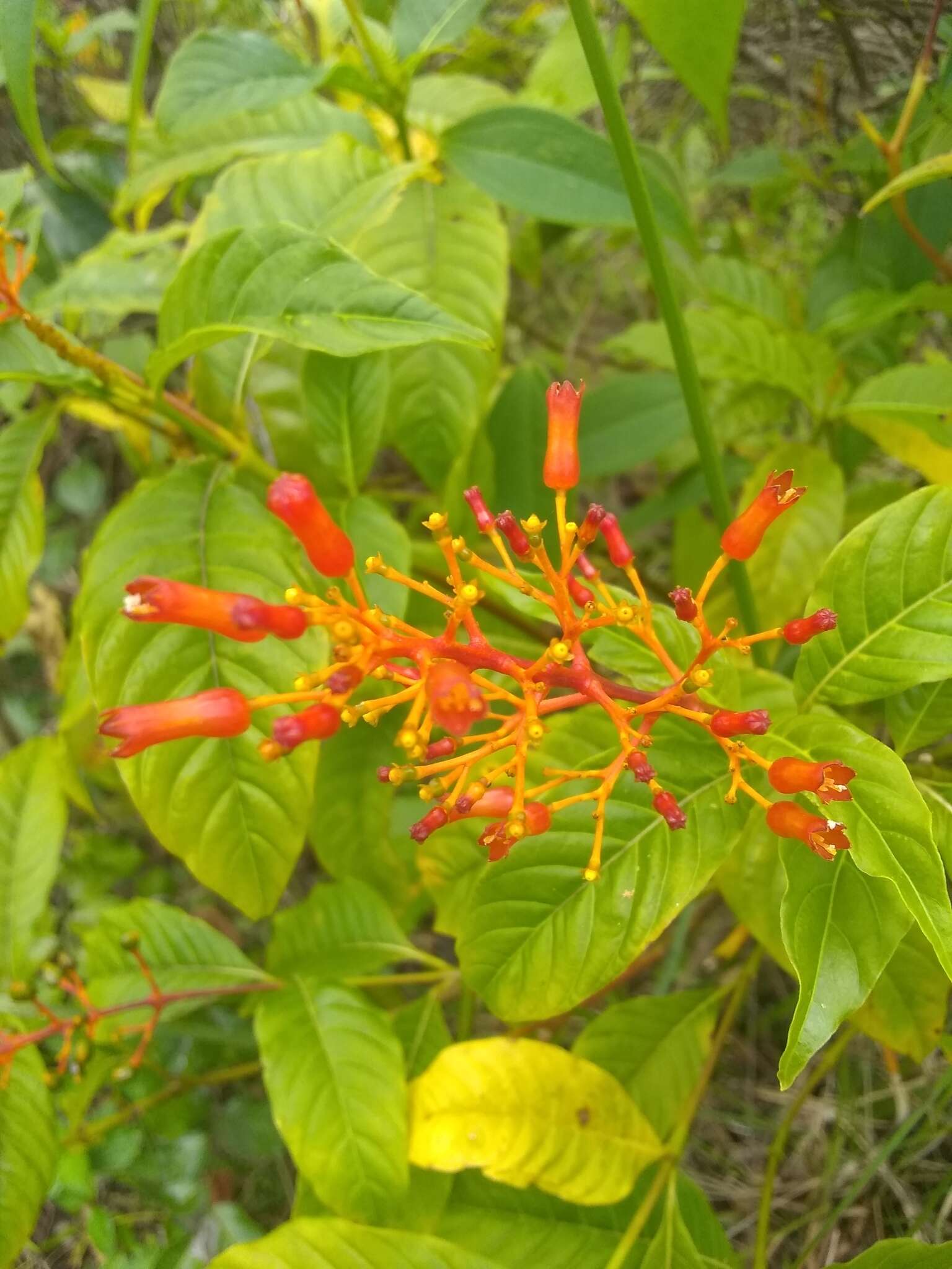 Plancia ëd Palicourea crocea (Sw.) Schult.