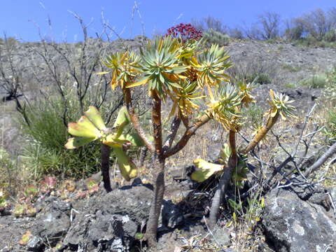 Euphorbia atropurpurea Brouss. ex Willd. resmi