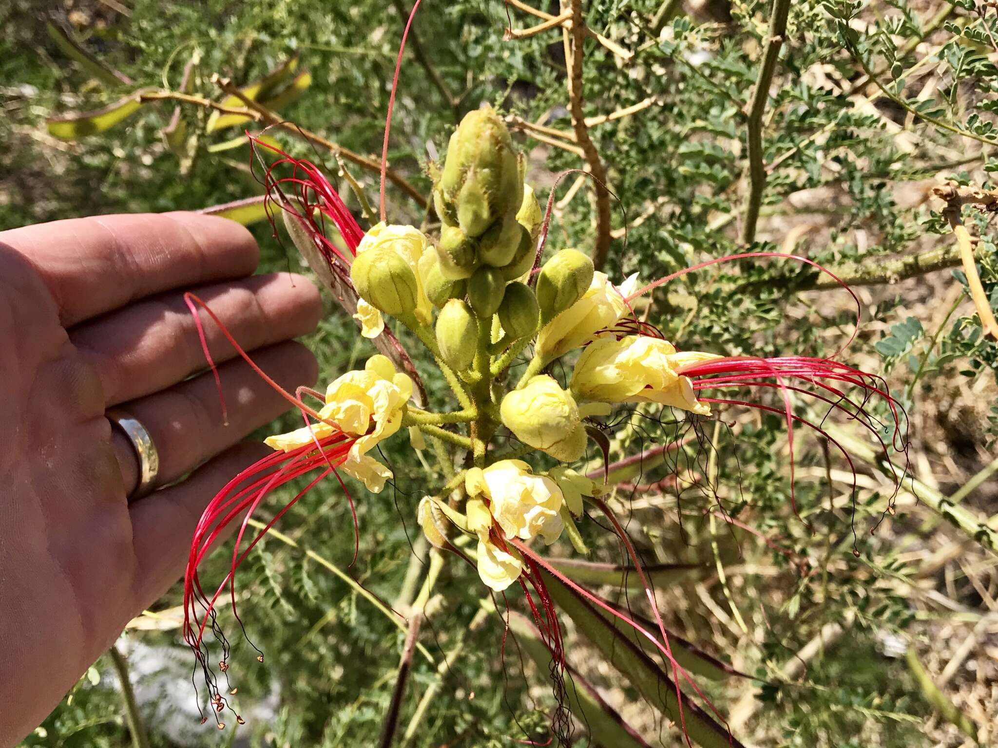 Image of bird-of-paradise shrub