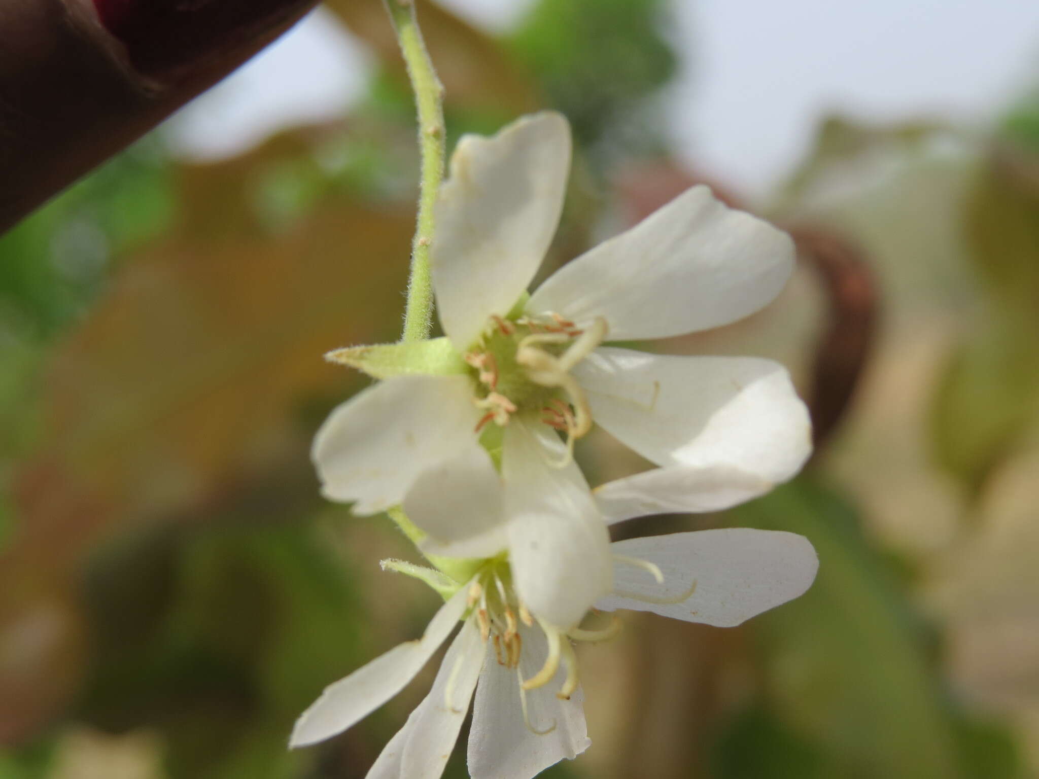 Imagem de Dombeya quinqueseta (Del.) Exell