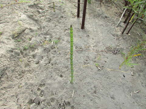 Image of Southern Giant Horsetail