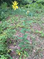 Image de Silphium asteriscus var. simpsonii (Greene) J. A. Clevinger