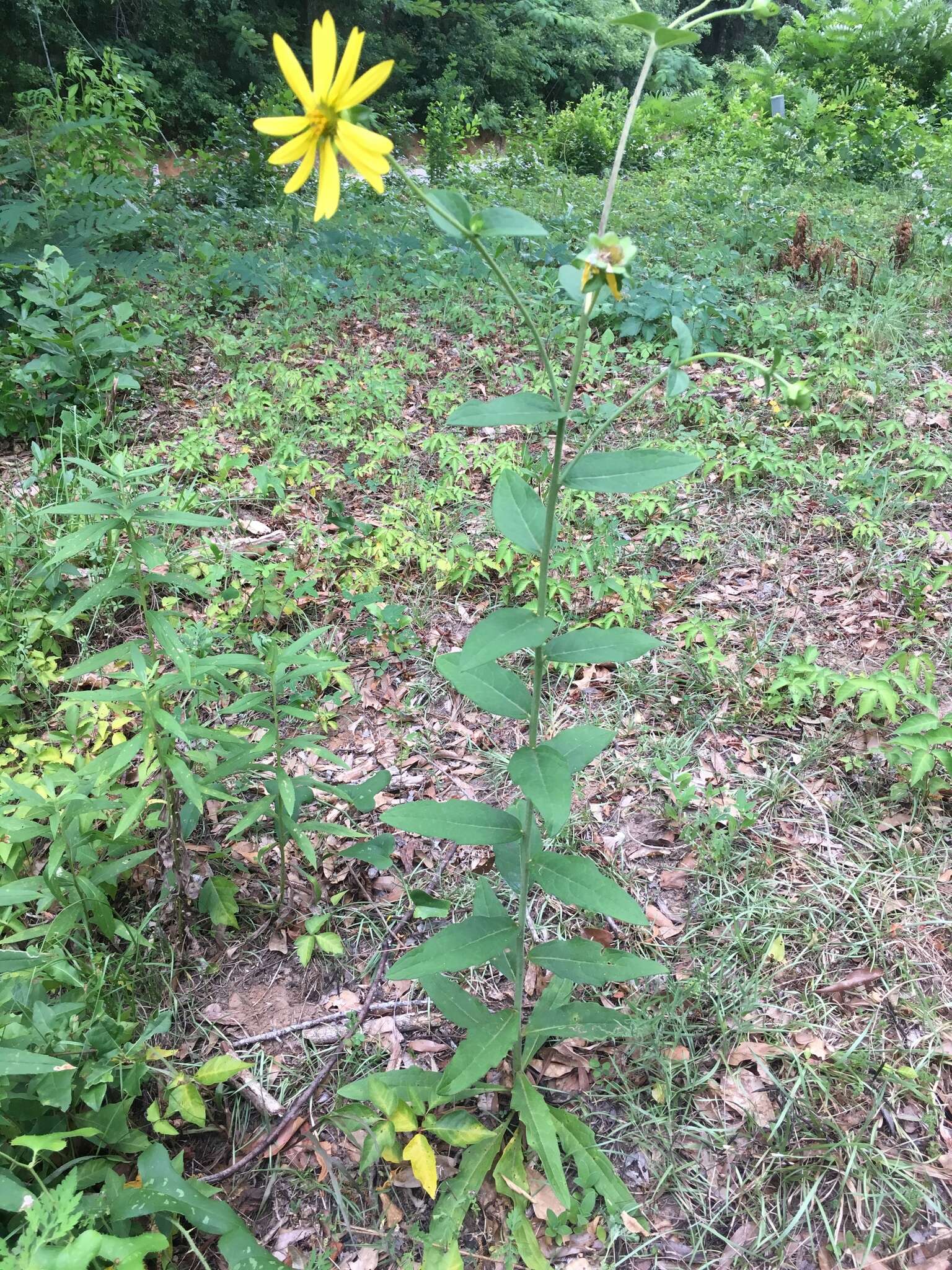 Image de Silphium asteriscus var. simpsonii (Greene) J. A. Clevinger