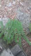 Слика од Pteridium aquilinum subsp. aquilinum