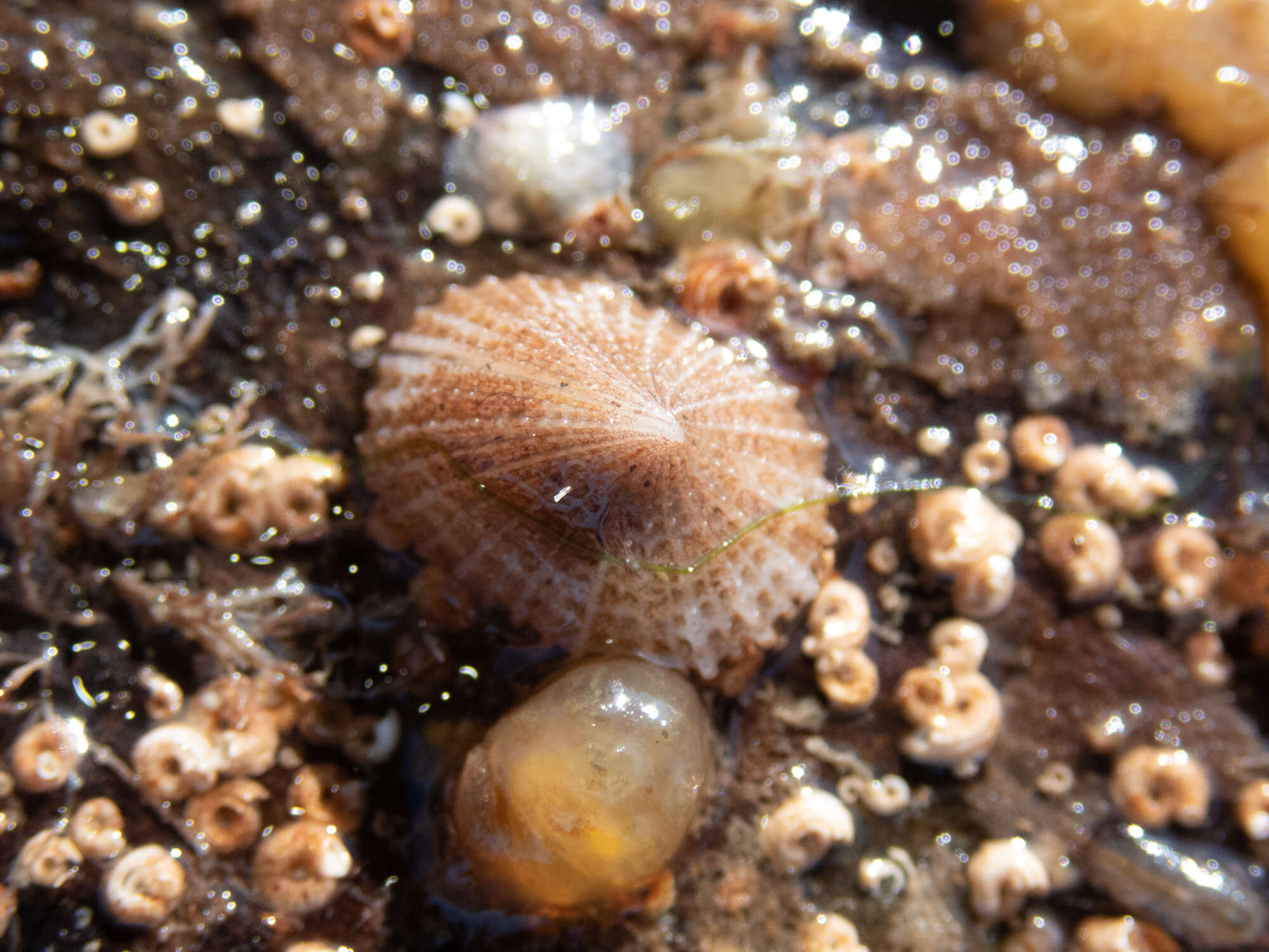 Image of Common Slit-limpet