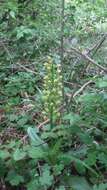 Image of Small-dotted Orchis