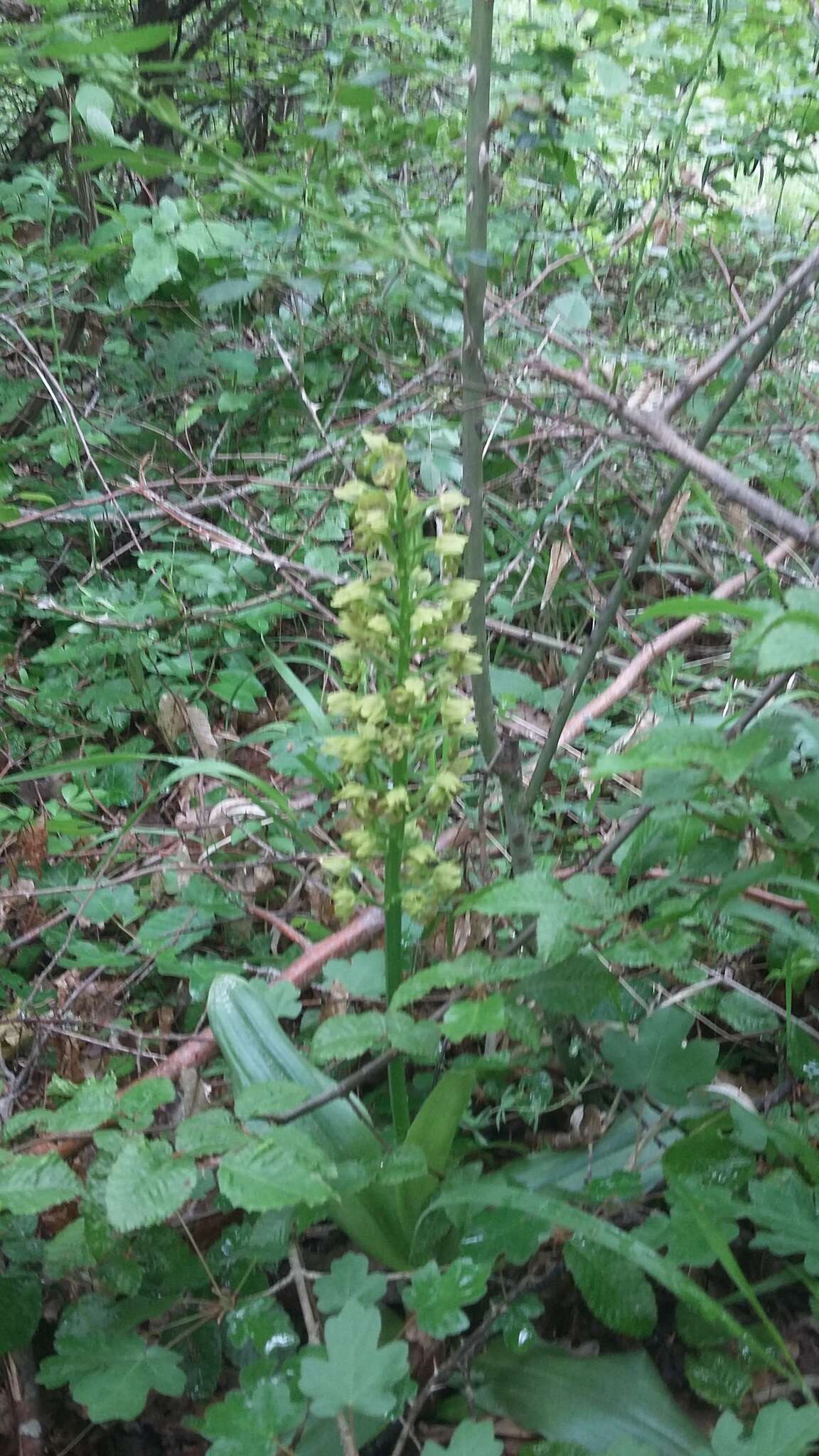 Image of Small-dotted Orchis