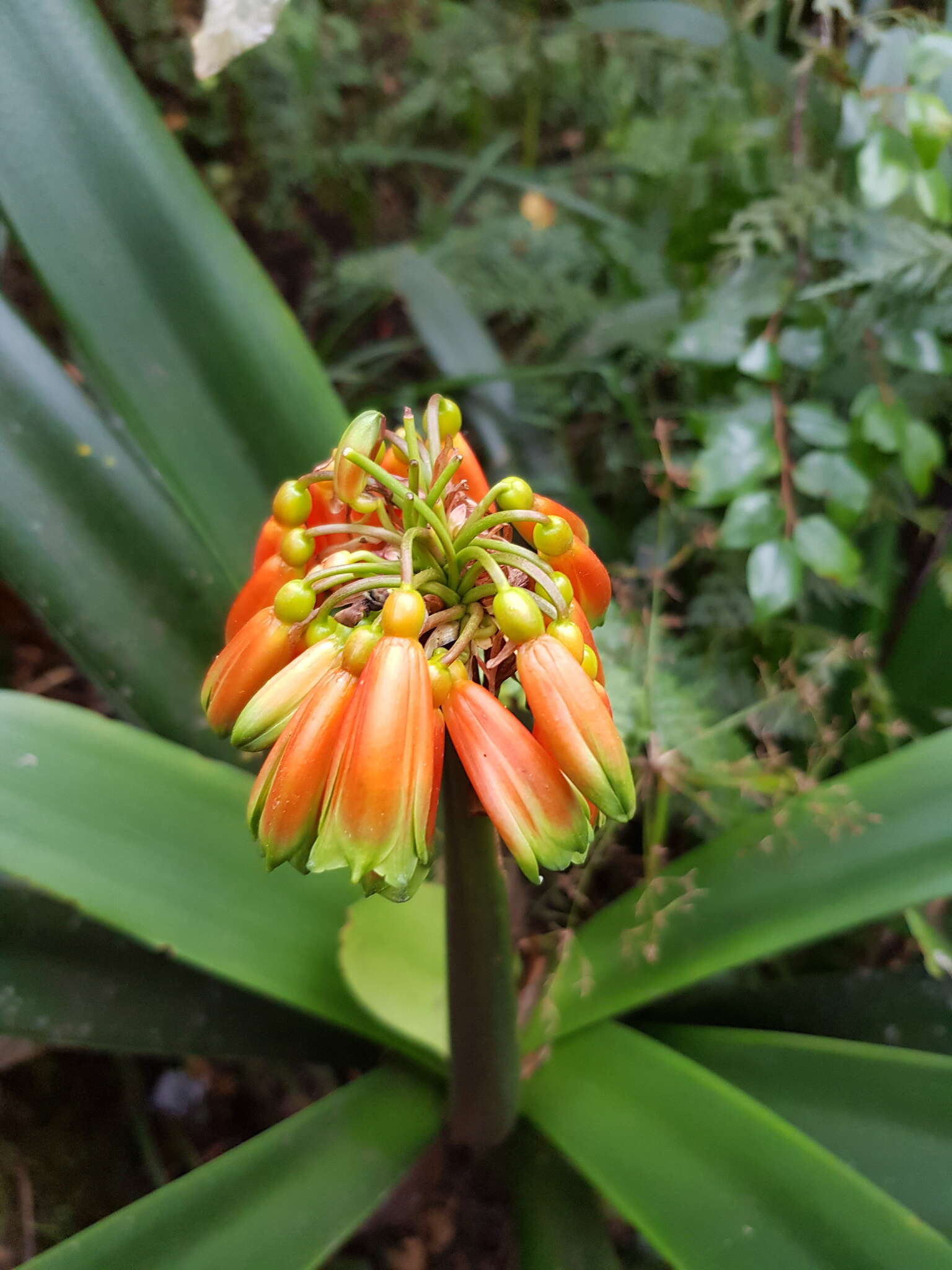 Слика од Clivia caulescens R. A. Dyer