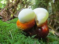 Ganoderma oregonense Murrill 1908的圖片