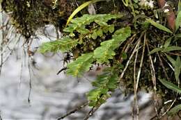 Image of Podochilus australiensis (F. M. Bailey) Schltr.