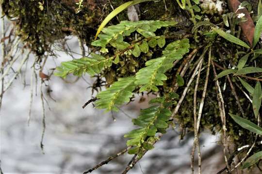 Image of Podochilus australiensis (F. M. Bailey) Schltr.