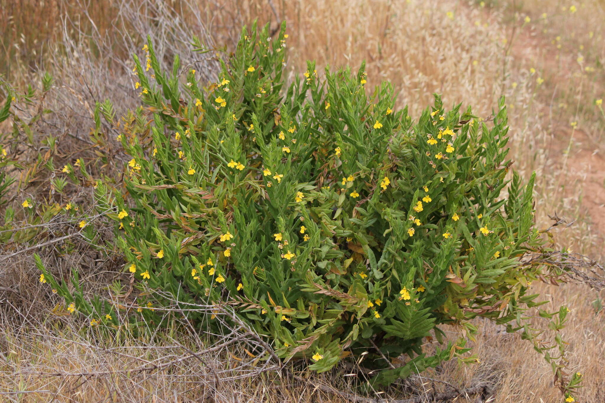 Image of Goodenia amplexans F. Müll.