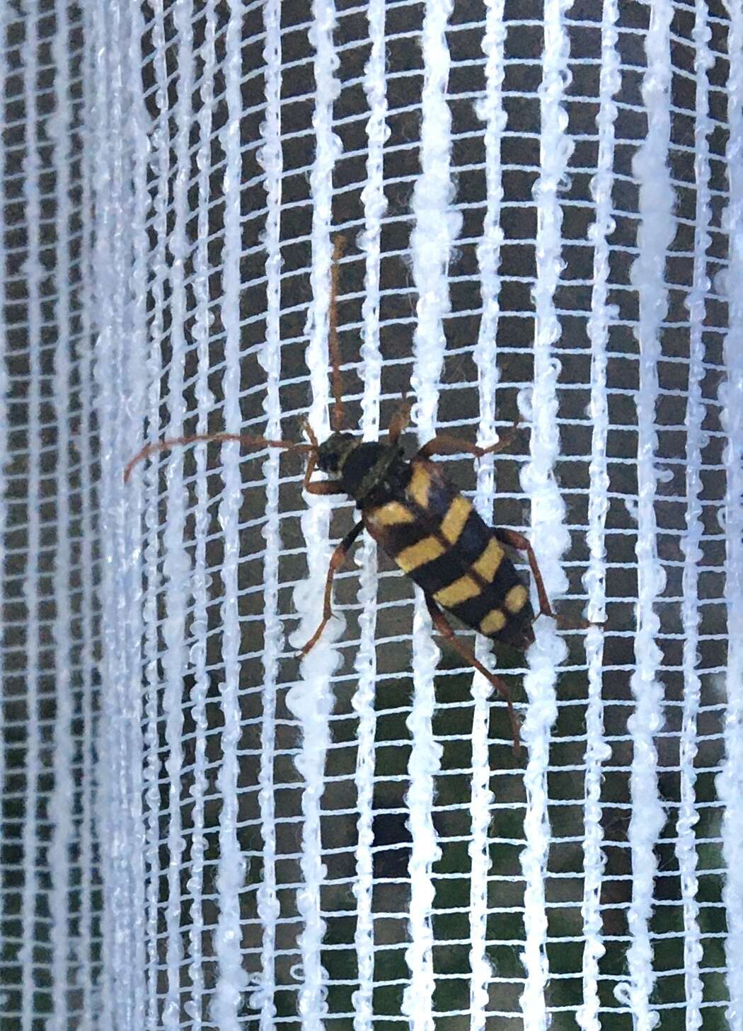 Image of Leptura aurulenta Fabricius 1793