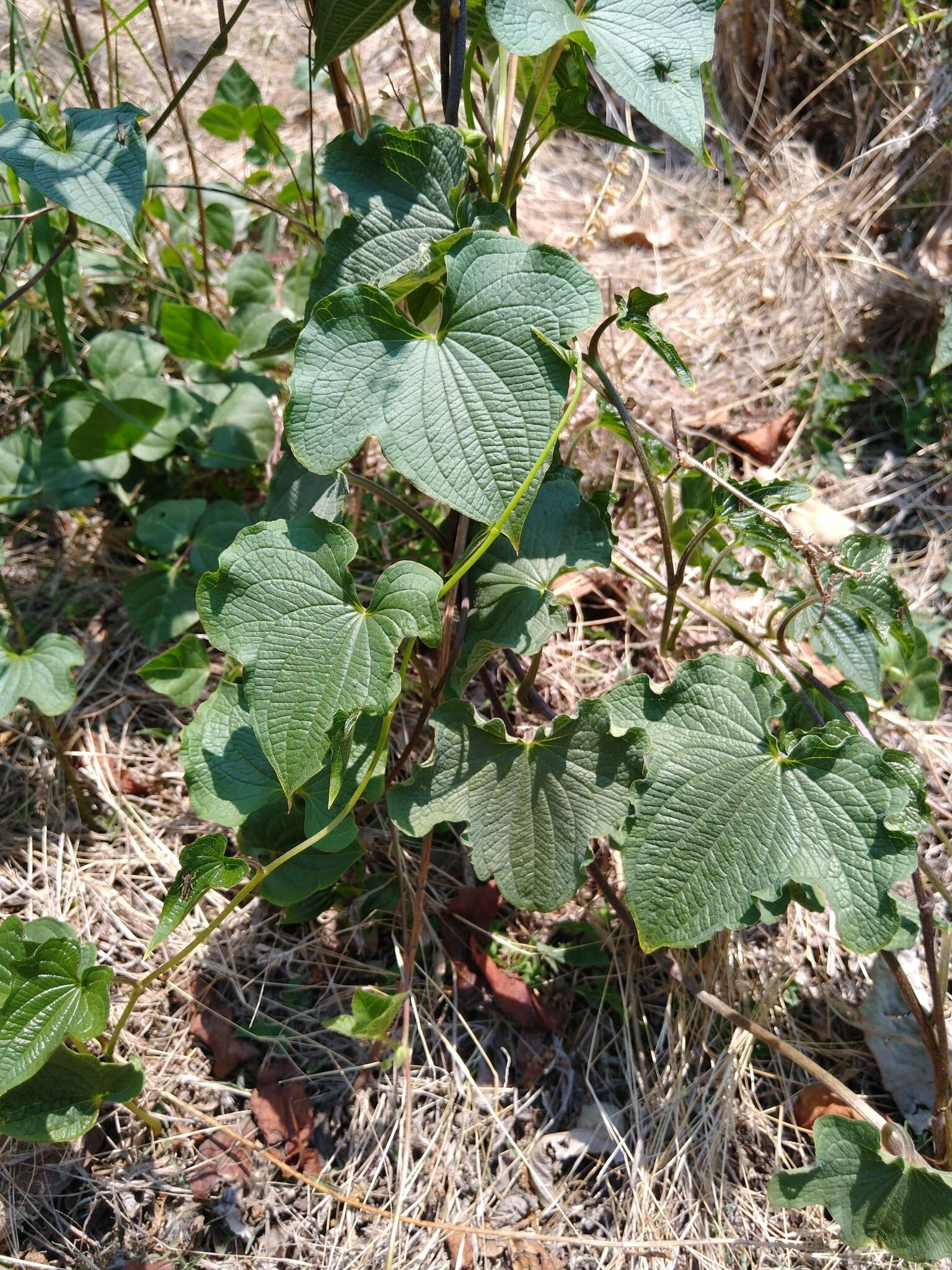 Image of Dioscorea galeottiana Kunth