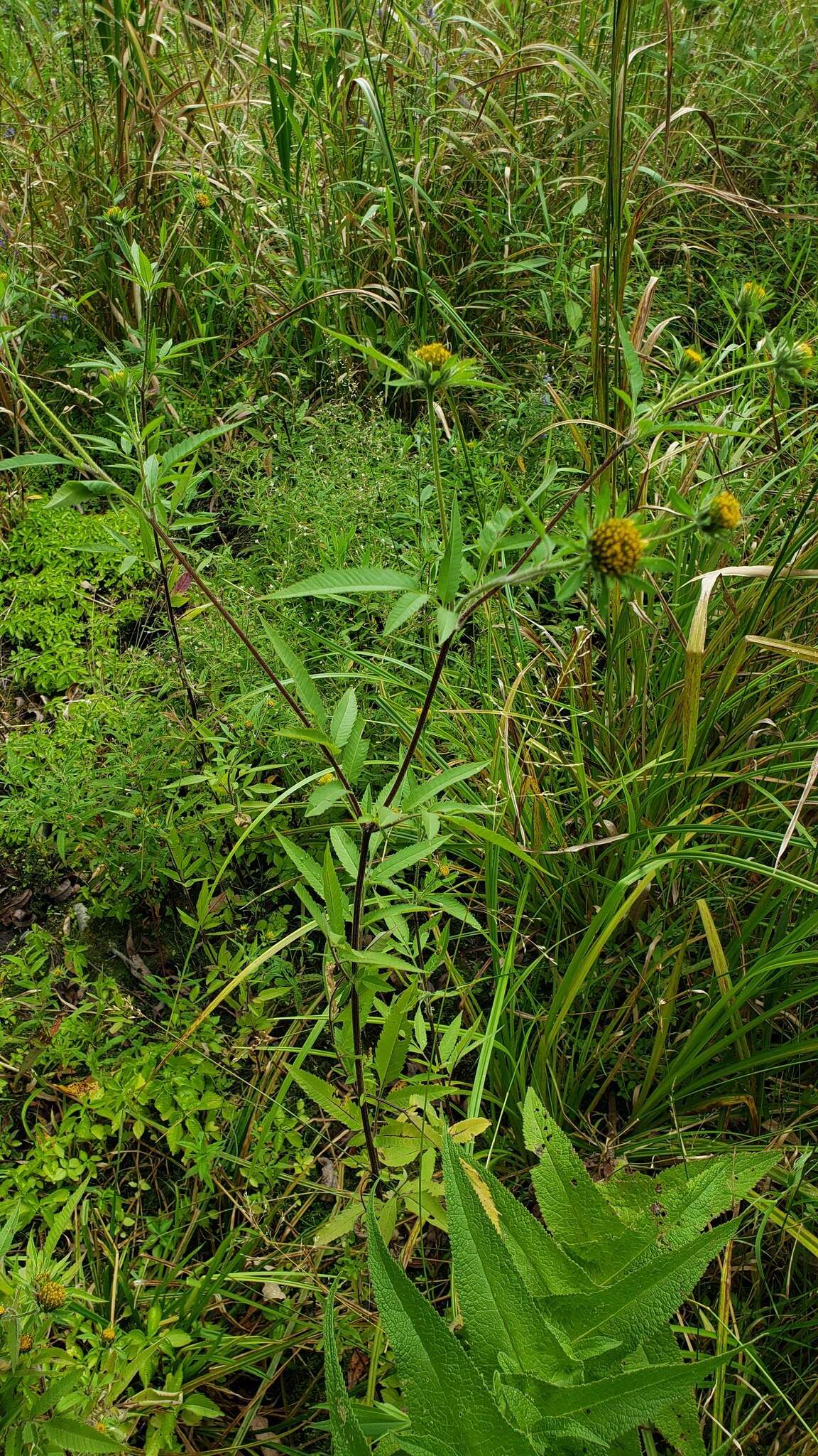 صورة Bidens vulgata E. L. Greene