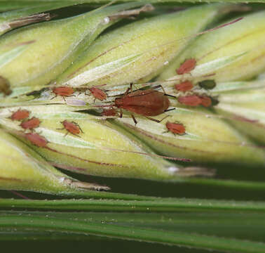 Image of English Grain Aphid