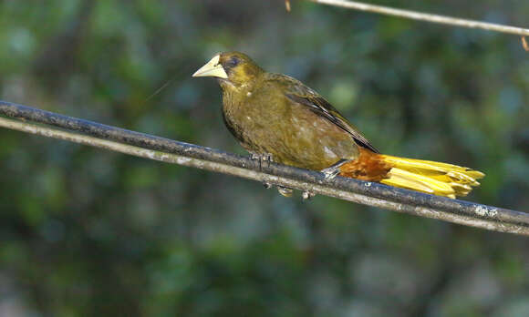 Image of Dusky-green Oropendola