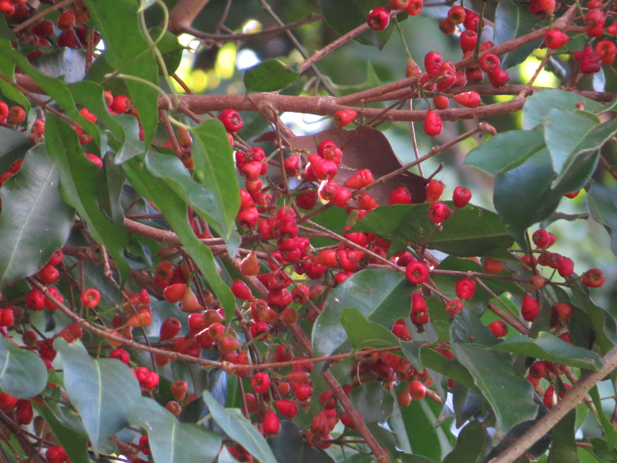 Plancia ëd Syzygium claviflorum (Roxb.) Wall. ex A. M. & J. M. Cowan