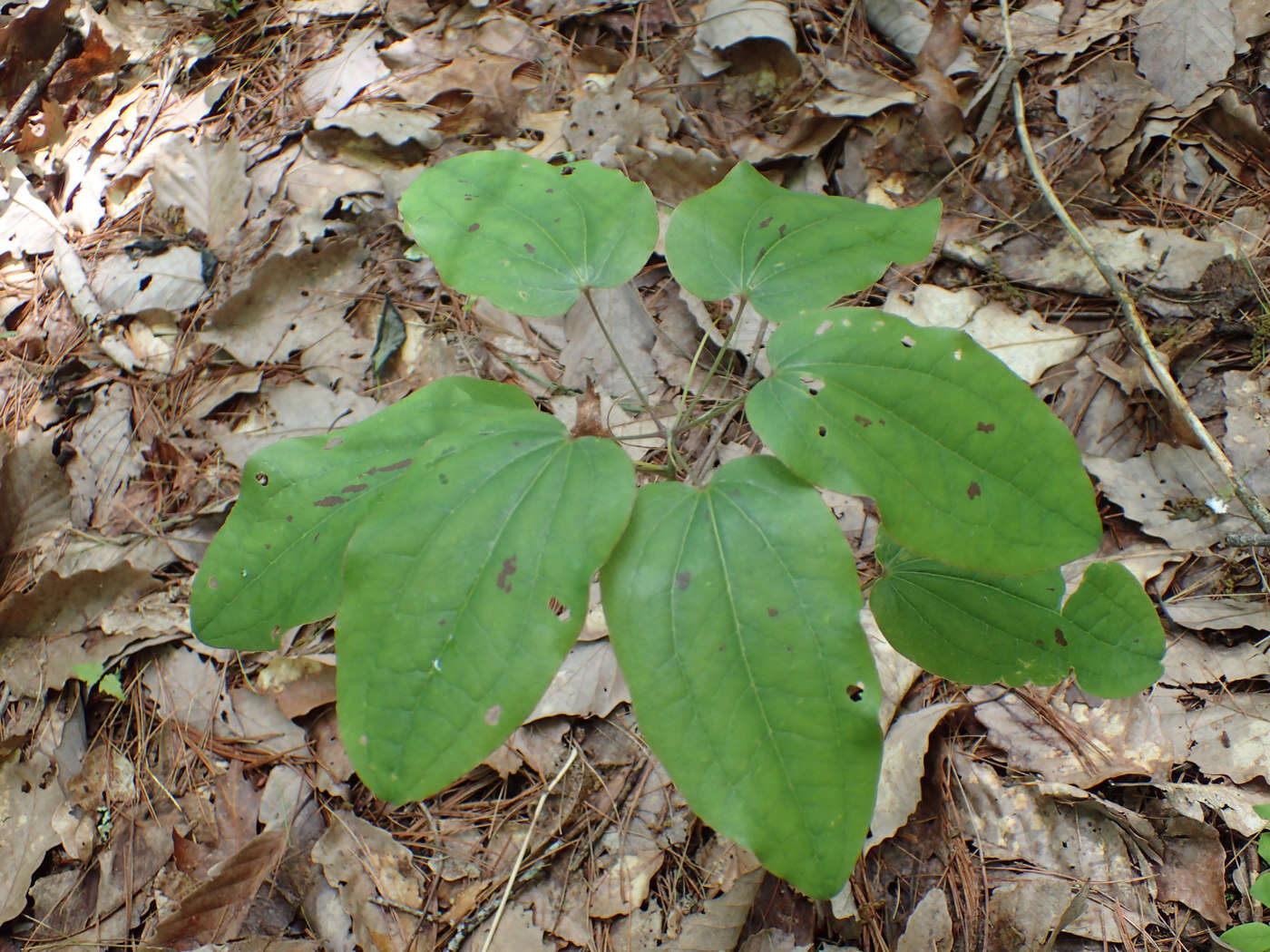 Image of Biltmore's carrionflower