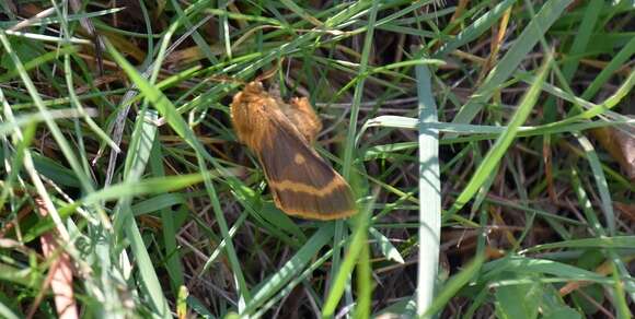 Image of Lemonia dumi (Linnaeus 1761)