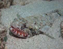 Image of Orangemouth lizardfish