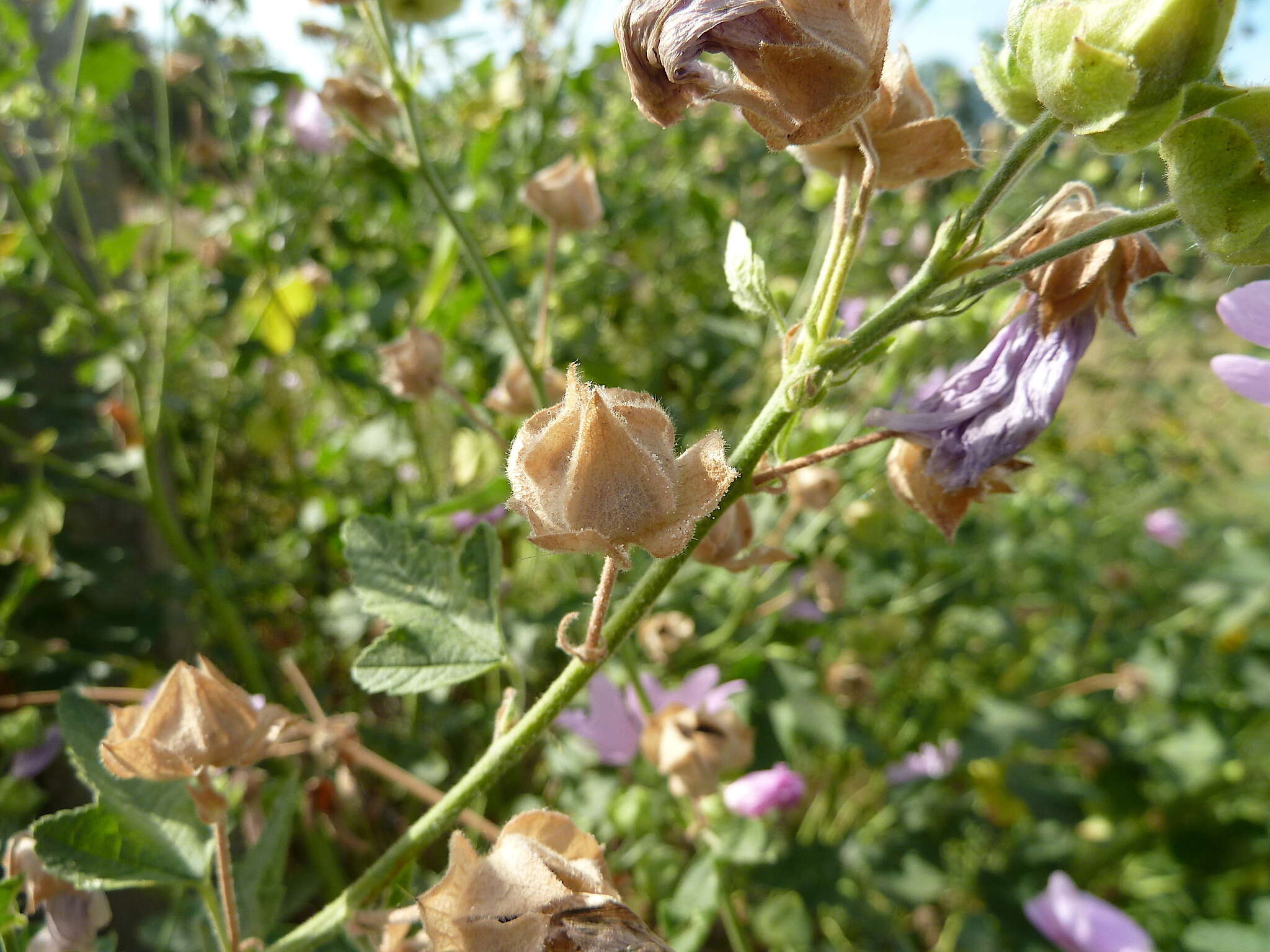 Image of Malva thuringiaca (L.) Vis.