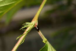 Image of Hindoloides bipunctata (Haupt 1924)